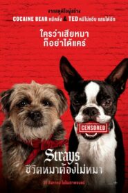 Strays ชีวิตหมาต้องไม่หมา (2023) บรรยายไทย
